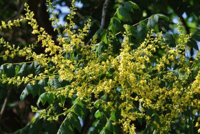 Koelreuteria paniculata - svitel latnatý - květenství